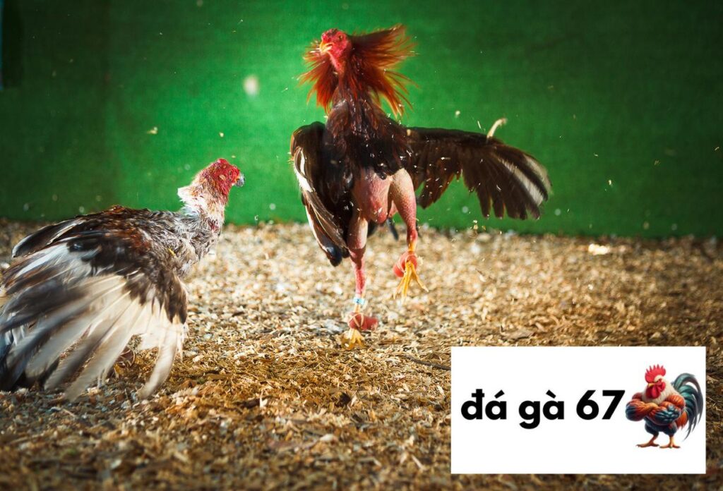 đá gà thomo trực tiếp
